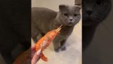 Alcuni gatti odiano i frutti di mare