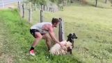 Resgate de uma ovelha presa em uma cerca