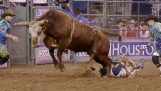 Kowboj oszczędza na chwilę przed uderzeniem głową byka