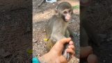 The monkey was confused