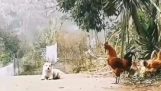 The dog is making fun of the rooster