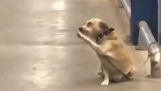 En hund hälsar på dem som lämnar affären