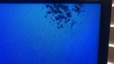 colonia di formiche in uno schermo televisivo
