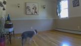Al mover el sofá y tiene un perro ciego