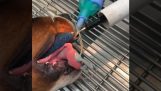 Veterinarian removes a leash from a dog's mouth