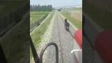 Hevonen junan raiteilla