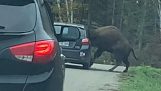 Capul unui bizon s-a lipit de geamul unei mașini