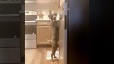 Ένας σκύλος πιάνεται επ’ самостоятельное освещение на кухне