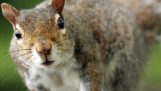 ostacoli di atletica leggera per scoiattoli