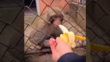 No molestes a un mono