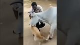 一头母牛保护一只狗免受人类伤害