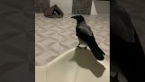 Transferência de dinheiro com um corvo