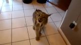 Naštvaný lynx