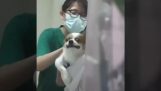 Cachorro apavorado no veterinário
