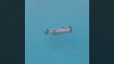 Um nadador experiente