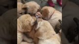 Puppies endlessly lick a cat