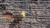 Duck se cațără pe un zid