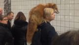 Meanwhile in Russian Metro