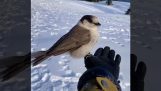 Vogel geeft een cadeau aan een skiër