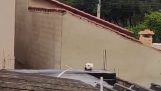 En merkelig hund på et tak