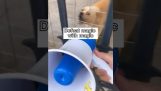 איך להרביץ לכלב