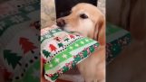 Ein Hund bekommt das nützlichste Geschenk