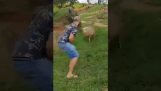 How to avoid sheep attack