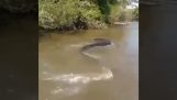 호수에서 거대한 아나콘다를 발견한 어부