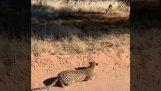 Bir hendeğin arkasına çömelmiş bir leopar yaklaşıyor