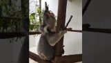 Der Schrei eines glücklichen Koalas
