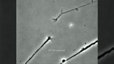 Két neuron egyesül