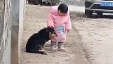En liten jente beskytter en hund mot fyrverkeri
