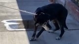 Un cane di 16 anni torna in vita quando qualcuno lo adotta