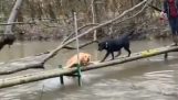 En hund løper til vennen sin for å få hjelp