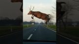 Deer hoppe foran kørende bil