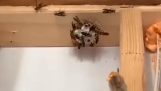 Erradicação eficaz do ninho de vespas