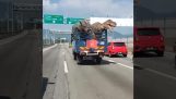 Dinosauri in autostrada