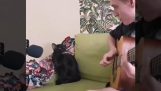Мачка певачица