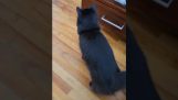 Amikor a macska meghallja az automata adagolót