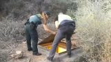 경찰은 숨겨진 지하 대마초 농장을 찾아 (스페인)