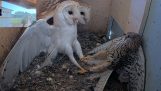 Γεράκι επιτίθεται μέσα σε μια φωλιά με κουκουβάγιες