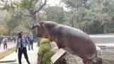 Hippopotame essaie de sortir de son boîtier