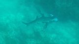 Hai beißt den Kopf eines Tauchers