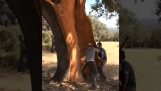 The peeling of a cork tree