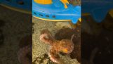 Гигантский осьминог против подводной лодки