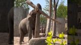 Un elefant echilibrează un lemn