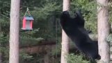 Karhu yrittää varastaa kannabiksen
