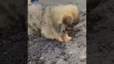 A puppy is planting a potato