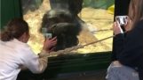 שימפנזה מבקשת מאישה לגלול בטלפון שלה