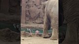 Elefant varnar för att en antilop drunknar